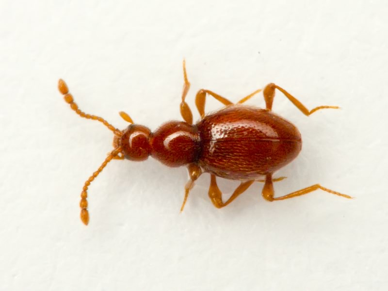 Scydmaenidae Leach, 1815